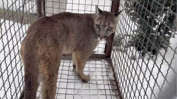 В сафари-парк «Тайган» из Запорожской области привезли амурского леопарда и пуму