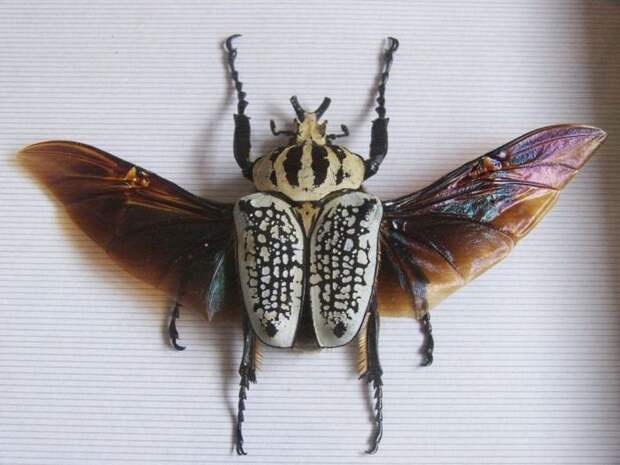 Гигантские насекомые со всего мира (47 фото)