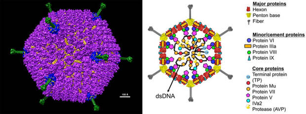 Рис. 1. Трехмерная модель и строение вириона аденовируса