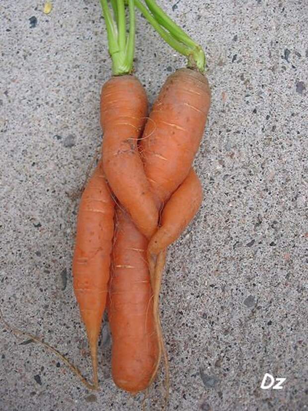 Фото маленькой морковки