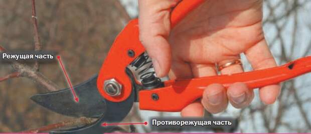Секатор
