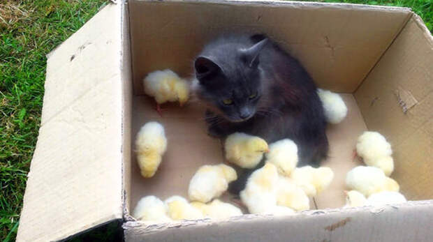 Я вас жду, мои котятки