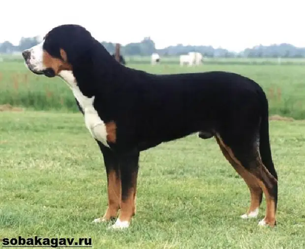 Швейцарский зенненхунд собака. Описание, особенности, уход и цена породы