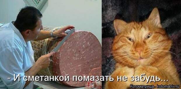 Лучшие котоматрицы недели (50 фото)