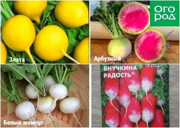 Цветные сорта редиса