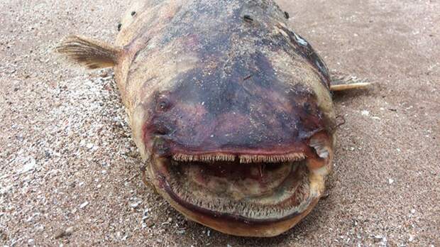 Зубастый монстр: огромного сома выбросило на берег в Самарской области