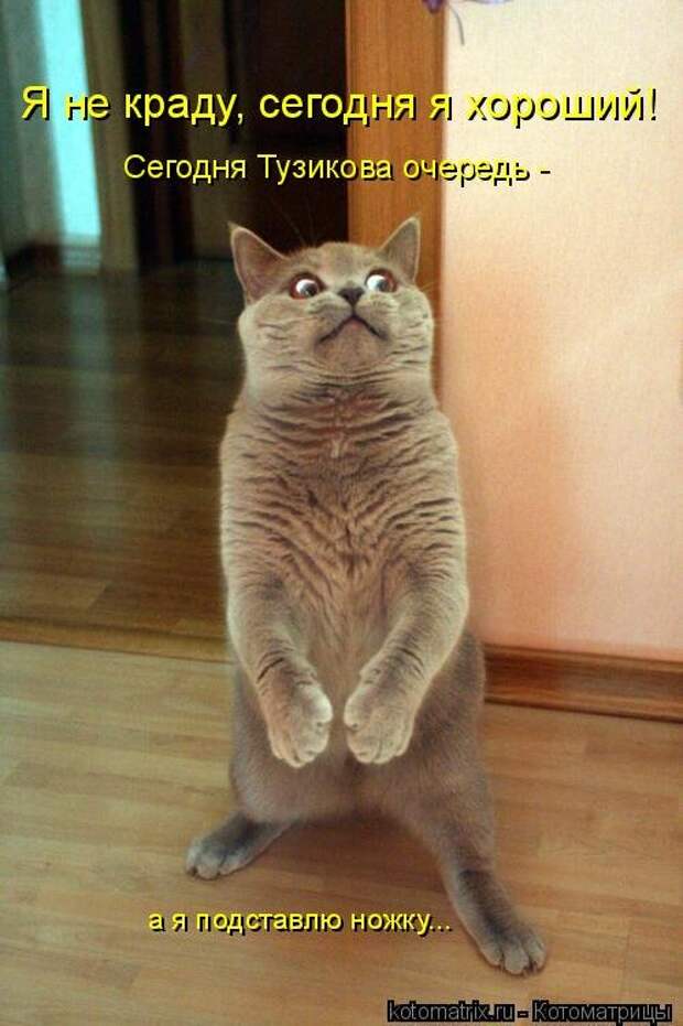 Лучшая котоматрица недели