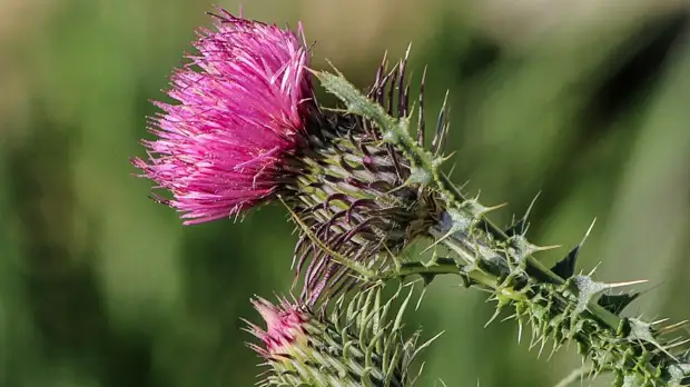 Как очистить печень: 5 обычных продуктов, которые избавят организм от токсинов