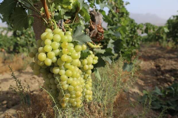 Эксперт из Крыма рассказал об адаптивной системе защиты садов