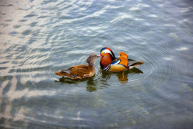 Биолог Квартальнов: свежий белый хлеб может застрять в пищеводе утки
