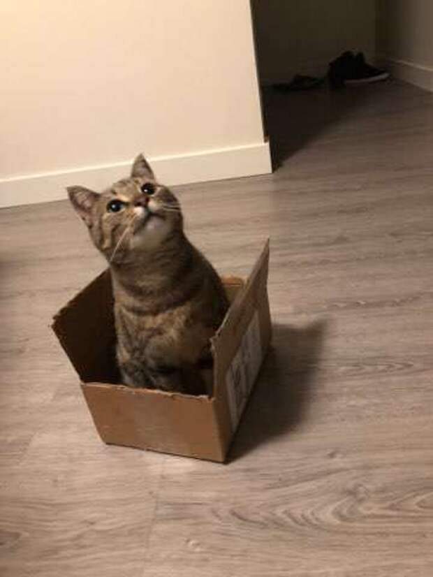 кошка сидит в коробке