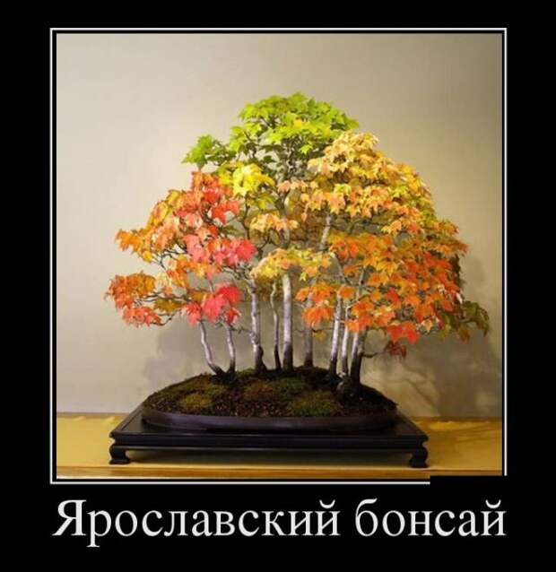 Забавные и прикольные демотиваторы на выходные (11 фото)