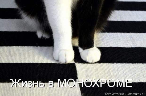 Лучшие котоматрицы недели (51 фото)