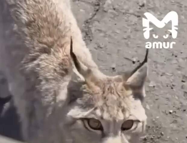 Mash: рыси больше месяца караулили водителей у дороги в Хабаровском крае