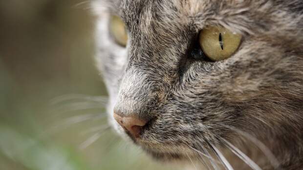 Почему у кошек глаза становятся узкими на свету: объяснение для детей и советы родителям