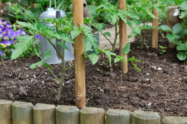 tomato seedlings and wooden sticks in garden 