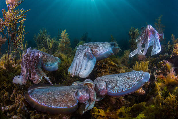 wildlife-photographer-of-the-year-2016-national-history-museum-9-57c824c718592__880