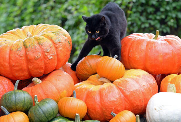 autumn09 В воздухе витает осень