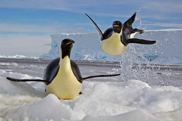 Пол Никлен и его сказочные снимки полярных животных