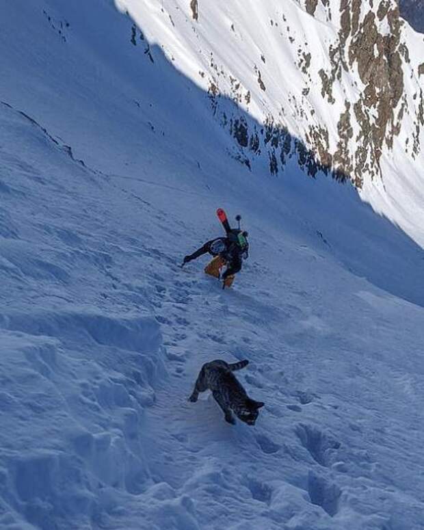 Альпинисты поднялись на гору и с удивлением нашли там домашнюю кошку