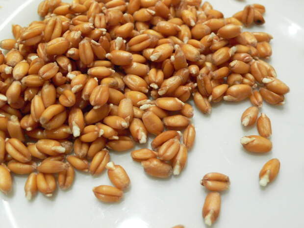 Картинки по запросу зерно пшеницы