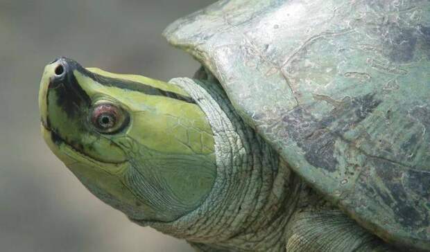 Бирманская «улыбающаяся» черепаха больше не вымирающий вид