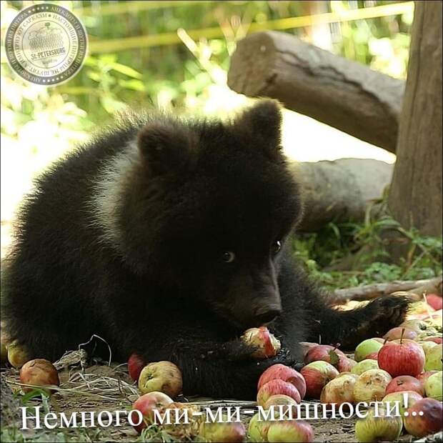 Немного ми-ми-мишности!..