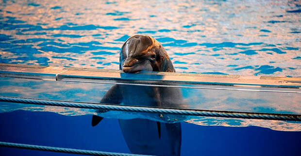 Во Франции запретили содержать дельфинов и косаток в неволе