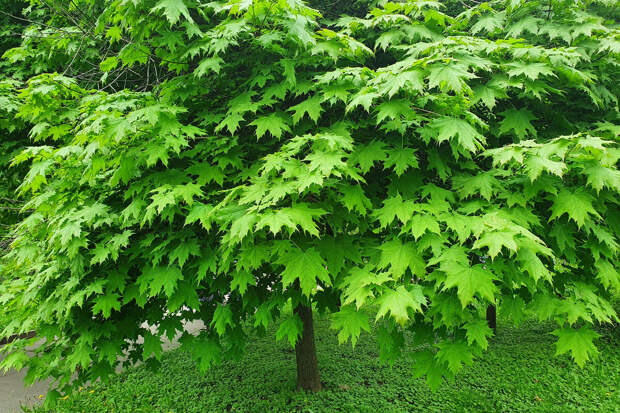 "Ъ": Рослесхоз приравнял американский клен к борщевику