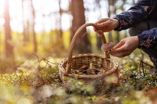 Фото: iStock На чем можно заработать, гуляя по лесу с корзинкой