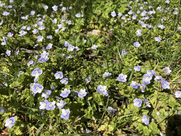 Вероника, или Синюшка Verónica