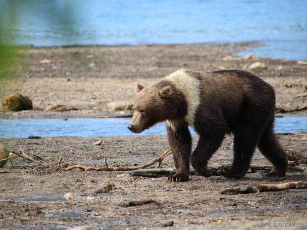 Медвежонок в «белом шарфике» стал звездой Южно-Камчатского заказника