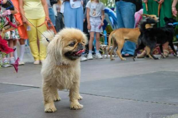 В России утвердили национальный стандарт для площадок выгула собак