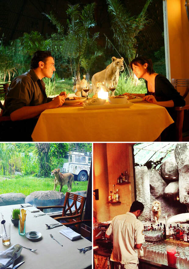 Ужин в компании львов, Tsavo Lion Restaurant, Бали, Индонезия  мир, подборка, ресторан