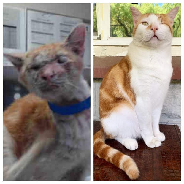 Снимки животных до и после того, как они обрели дом и любящих хозяев