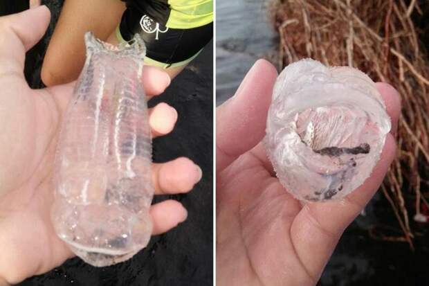 Жители Филиппин обнаружили животное, похожее на кусок пластика в мире, вода, животные, находка, филиппины