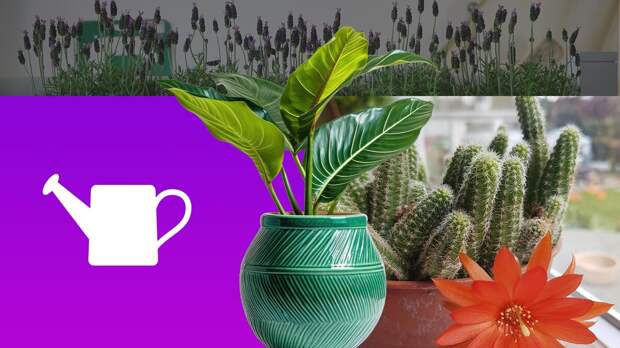 Весеннее пробуждение: как ухаживать за комнатными растениями после зимы