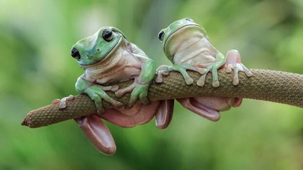 frog-photography-tantoyensen0