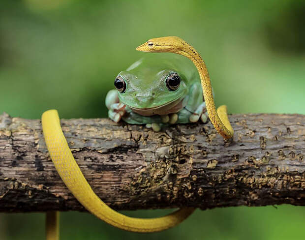 frog-photography-tantoyensen-30-5836fba91b71e__880