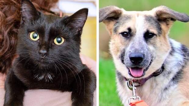 Котопёс недели: возьмите из приюта кото-ребенка Фею или пса-медбрата Сильвера