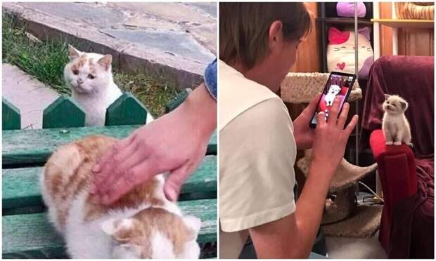 Фотография: 30 смешных котеек, которые подарят добрую порцию позитива №1 - BigPicture.ru