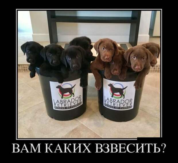 Демотиваторы (30 фото)