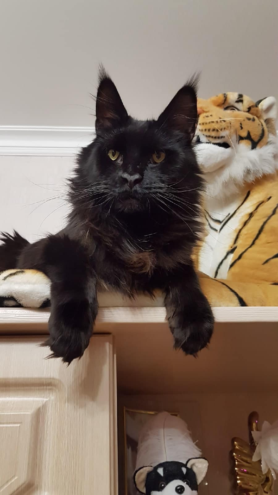 чёрный кот