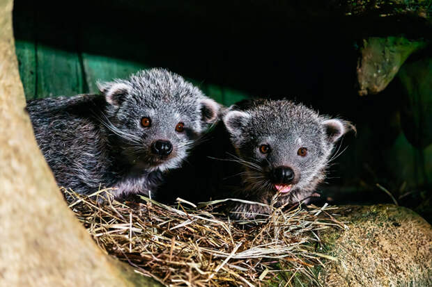 Тройня бинтуронгов впервые вышла на прогулку в Новосибирском зоопарке