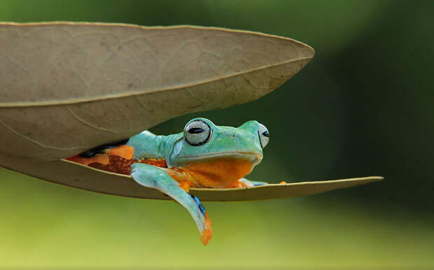 frog-photography-tantoyensen-5-5836fb65c9213__880