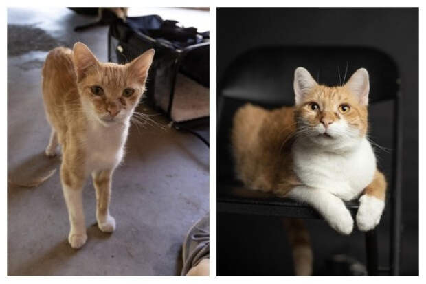 Снимки животных до и после того, как они обрели дом и любящих хозяев