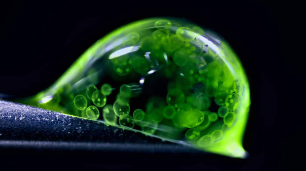 Лучшие научные снимки 2025 года