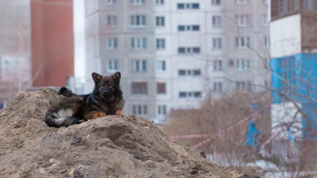 Бродячий пёс / Фото: amic.ru     