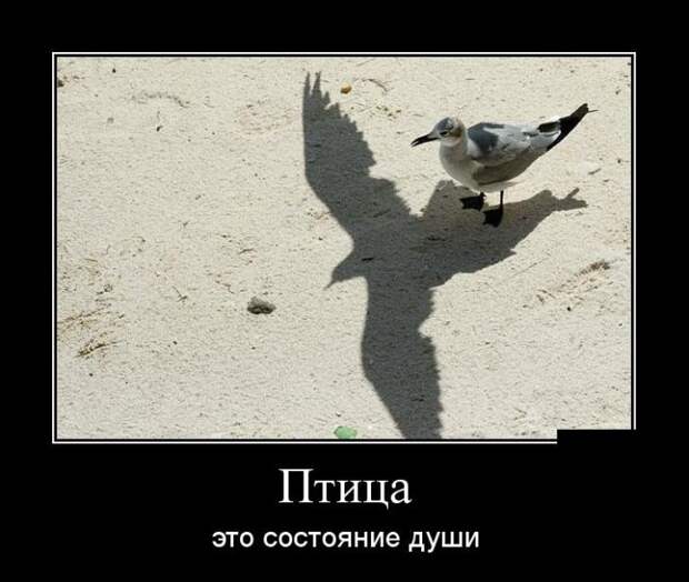 Демотиваторы