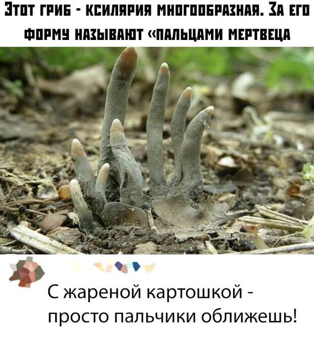 kartinok-intepesnyh-prikolnyh-kartinki-smeshnye-kartinki-fotoprikoly